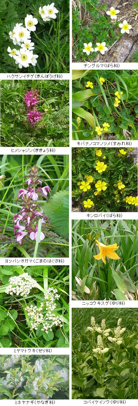 月山の高山植物