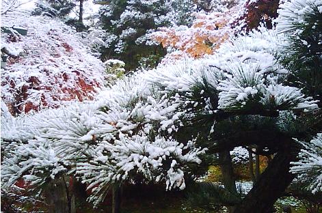 初雪