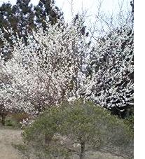 満開の梅の花