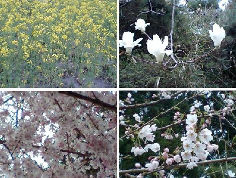春の花