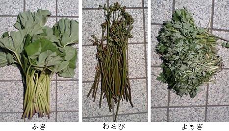山菜
