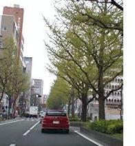 新緑の銀杏並木