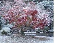 初雪