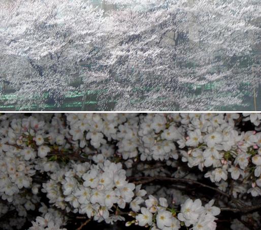 CIMG1811sakura1.JPG