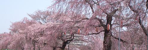CIMG1874sakura.JPG