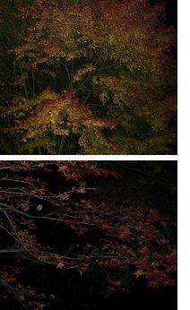 暗闇の紅葉
