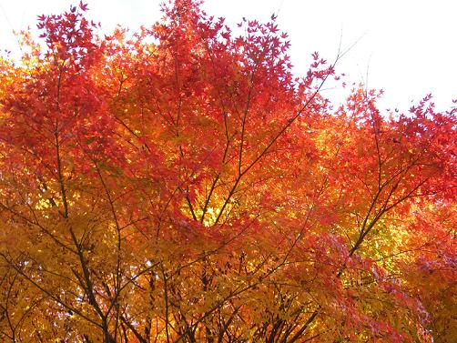 紅葉