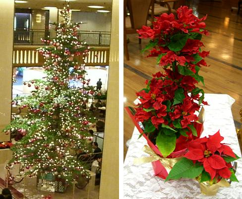 クリスマス・ツリーとポインセチア