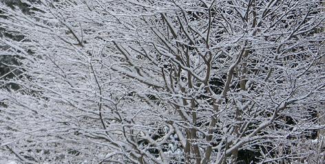 雪景色