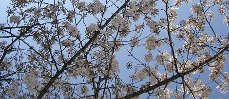 東京の桜