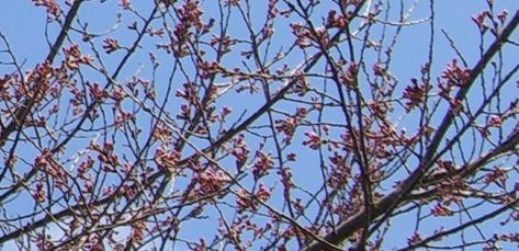 開花を待つ桜