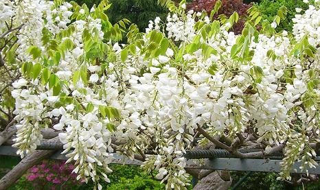 藤の花