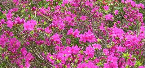 ツツジの花