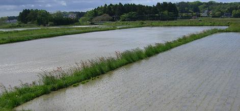 水田