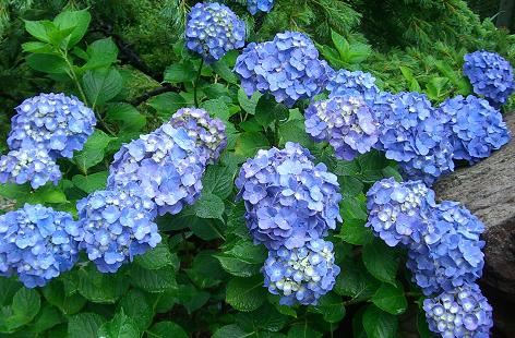 紫陽花