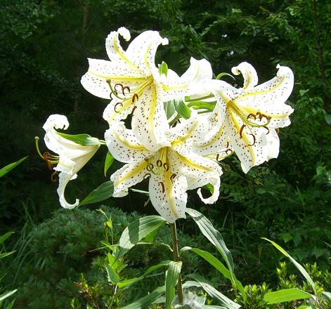 庭に咲く百合の花