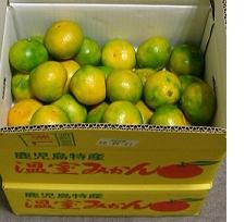 鹿児島の温室みかん