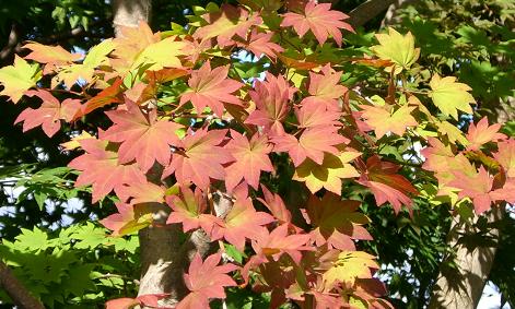 紅葉