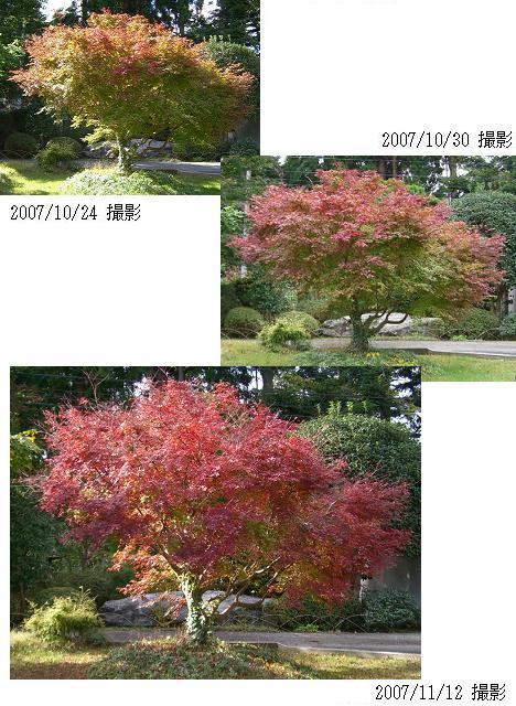 紅葉したモミジ