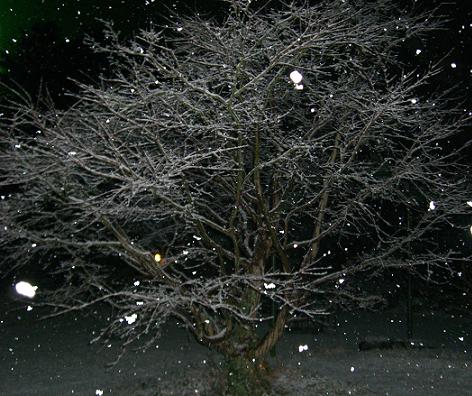 モミジの木に降りそそく雪
