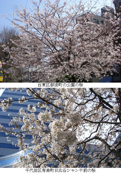 東京に桜