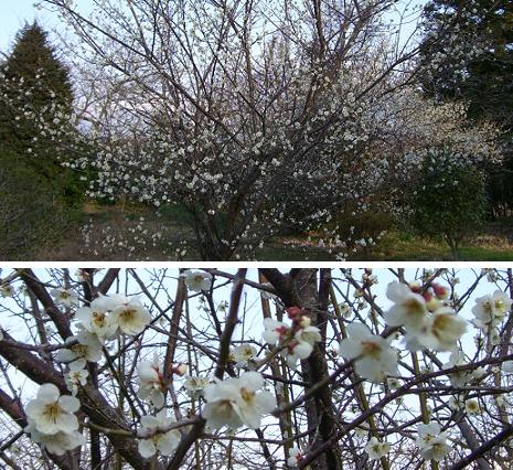 満開の梅の花