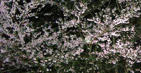 夜桜