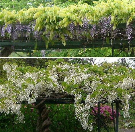 藤の花