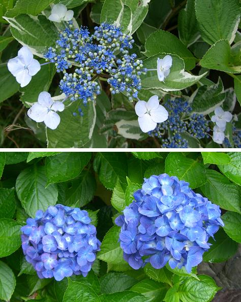 紫陽花