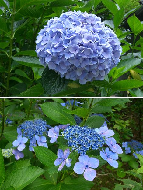 紫陽花