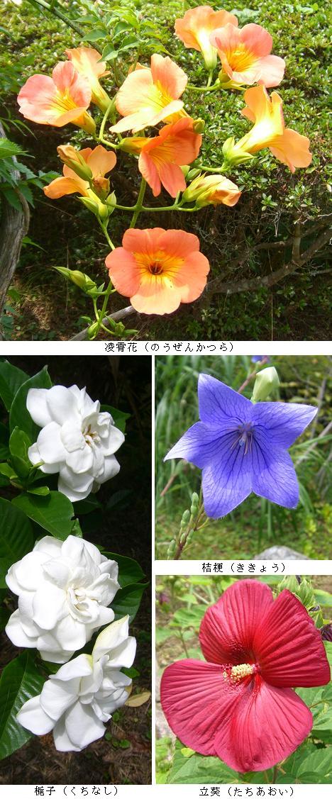 花・花・花