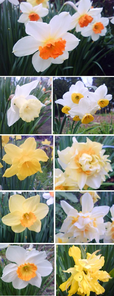 ９種類の水仙花