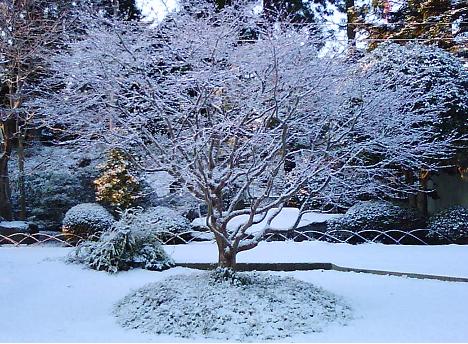 宝石のような雪景色