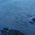 志津川湾の波形