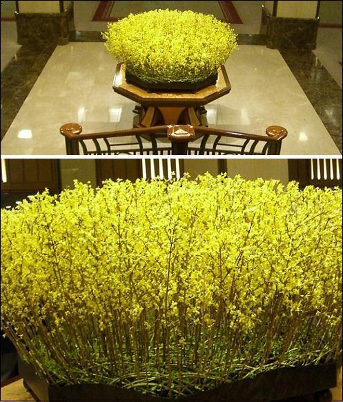 帝国ホテルの菜の花