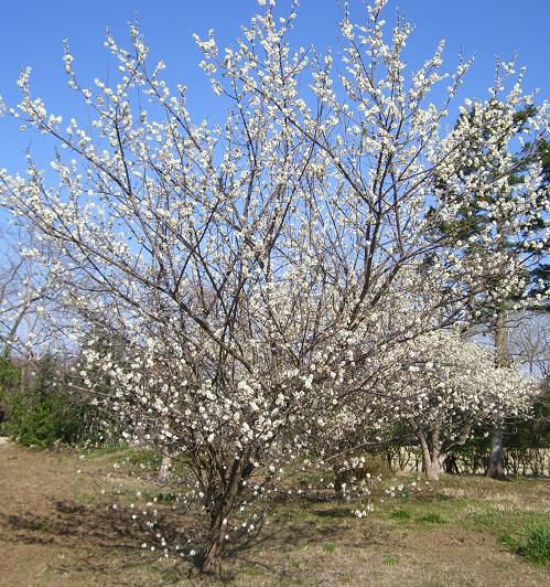 満開の梅の花