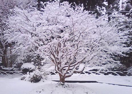 雪景色