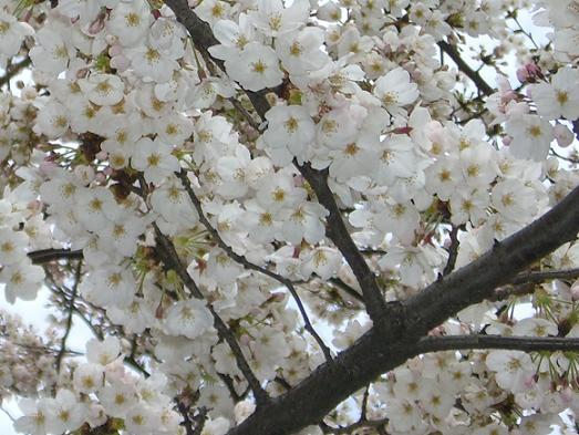 満開の桜