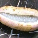 画像をクリックして下さい