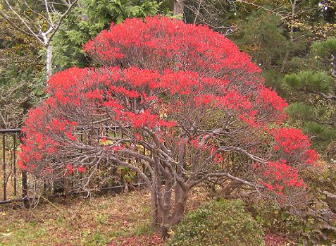 ドウダンツツジの紅葉