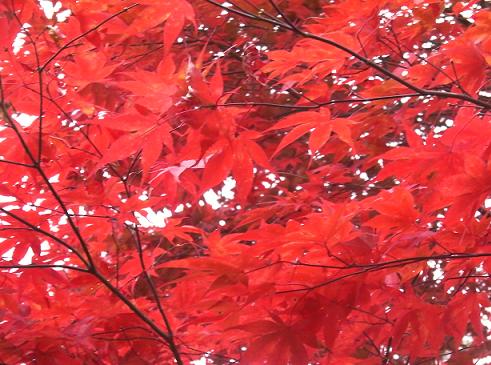紅葉