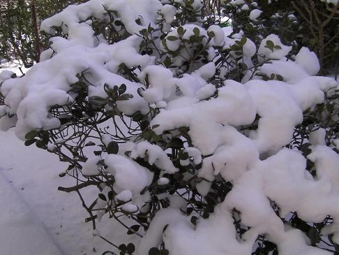 積もった雪