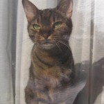 画像をクリックすると拡大