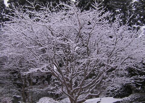 モミジの木に積もった雪