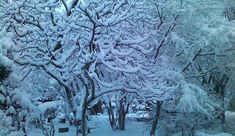 春の雪