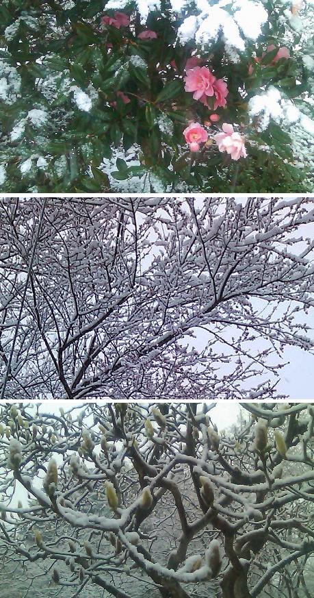 花に積もった雪