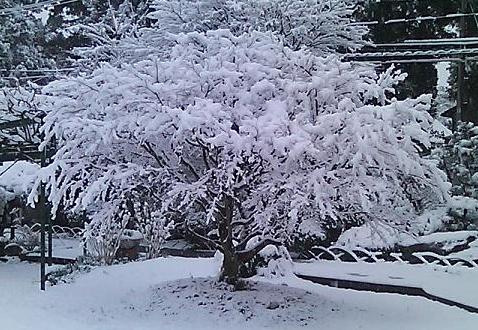 春の大雪