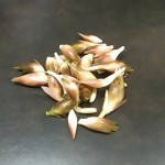 画像をクリックすると拡大
