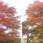 画像をクリックすると拡大