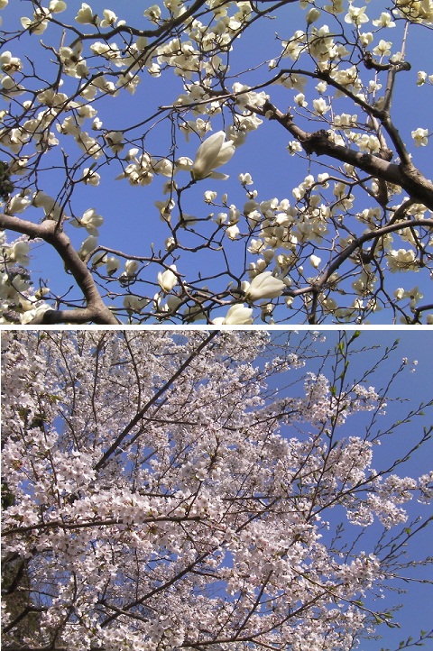 木蓮と桜